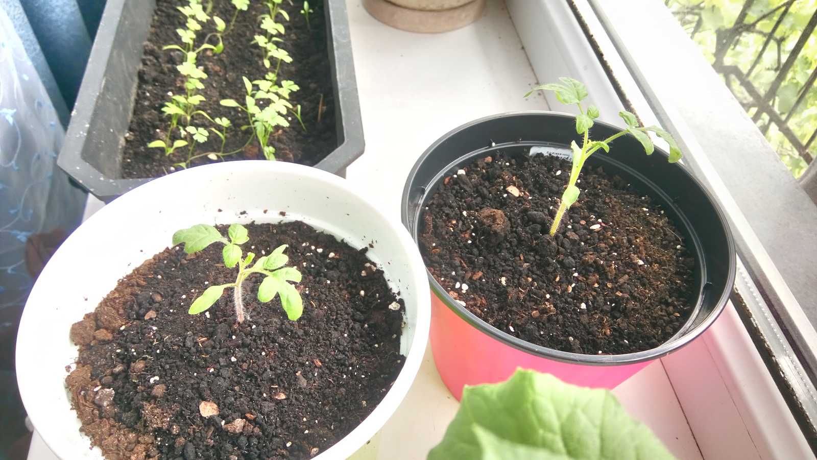 My garden on the windowsill - My, Vegetable garden on the windowsill, Cucumbers, Tomatoes, Green pea, Longpost