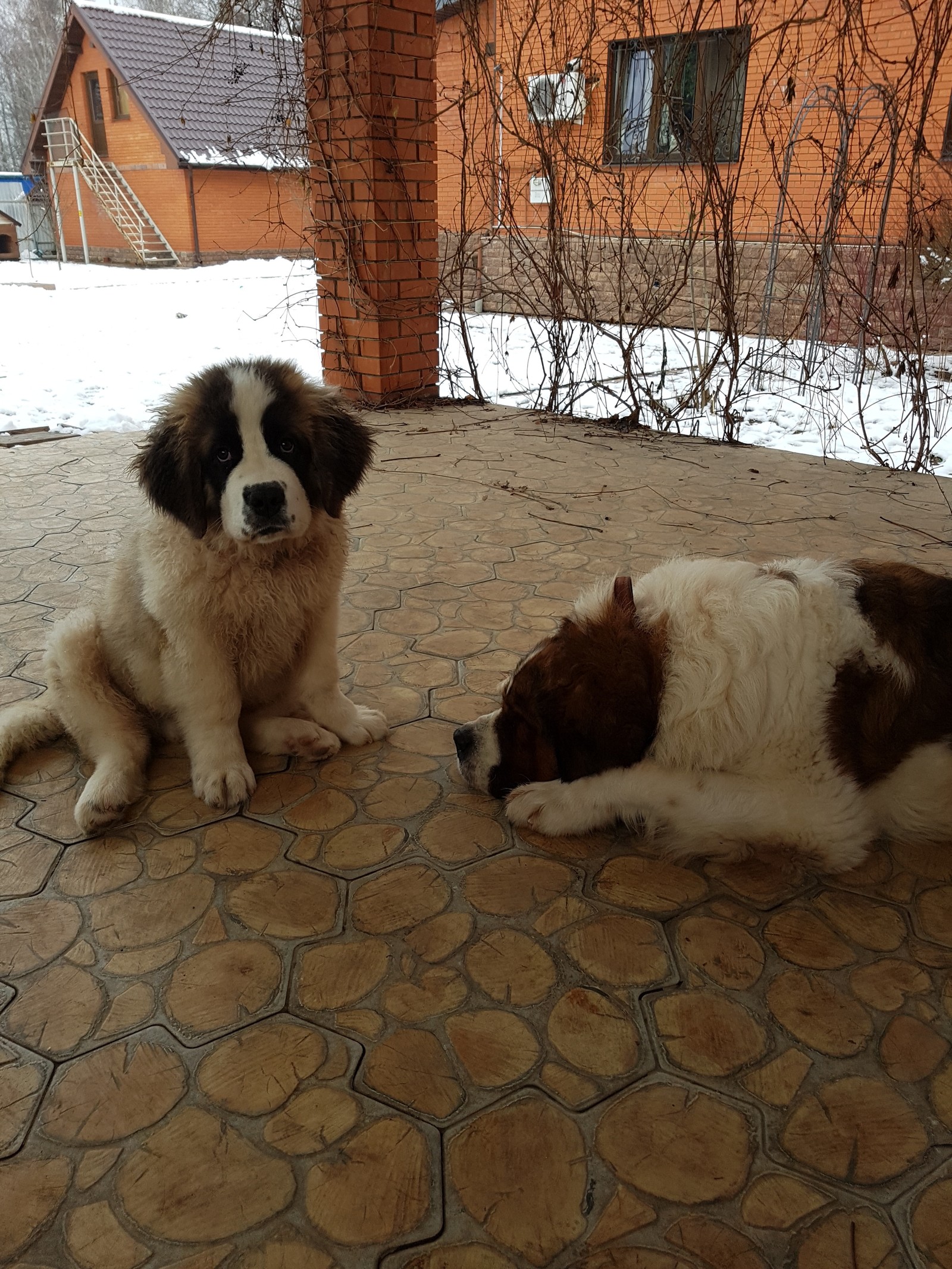 This is how they grow imperceptibly. - My, Dog, Moskovskaya storozhevaya, Longpost