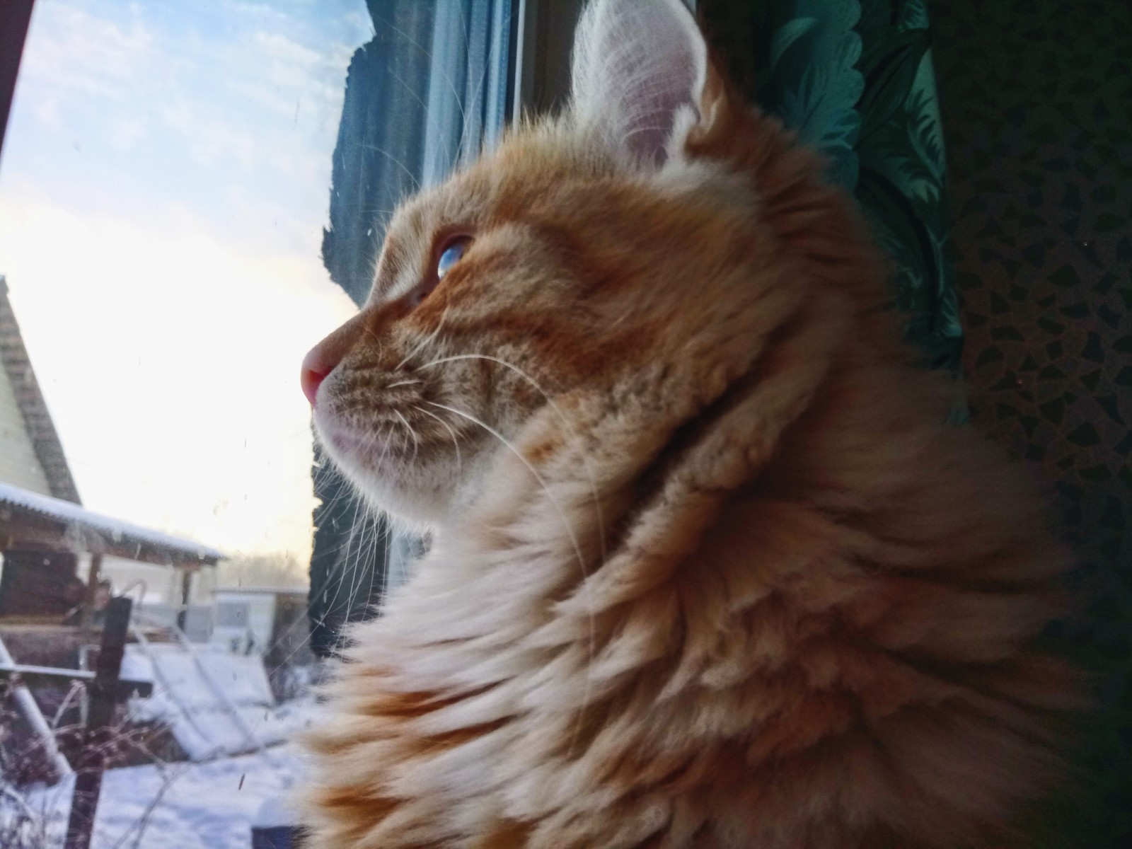 Feathers - My, Catomafia, cat, , Redheads, Dreamer, feathers, Longpost