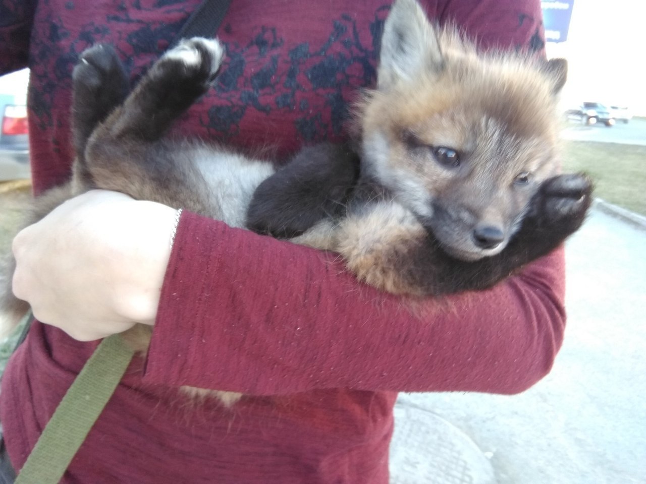 Meet the pet fox Kira - My, Fox, Longpost, , Lisa Kira, Domestic fox, Domestic foxes