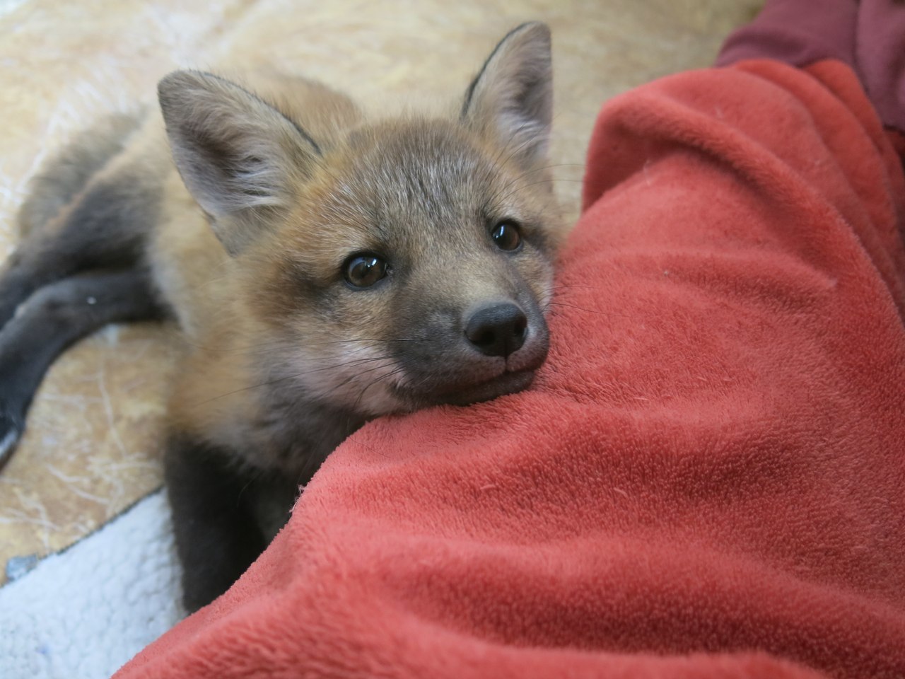 Meet the pet fox Kira - My, Fox, Longpost, , Lisa Kira, Domestic fox, Domestic foxes