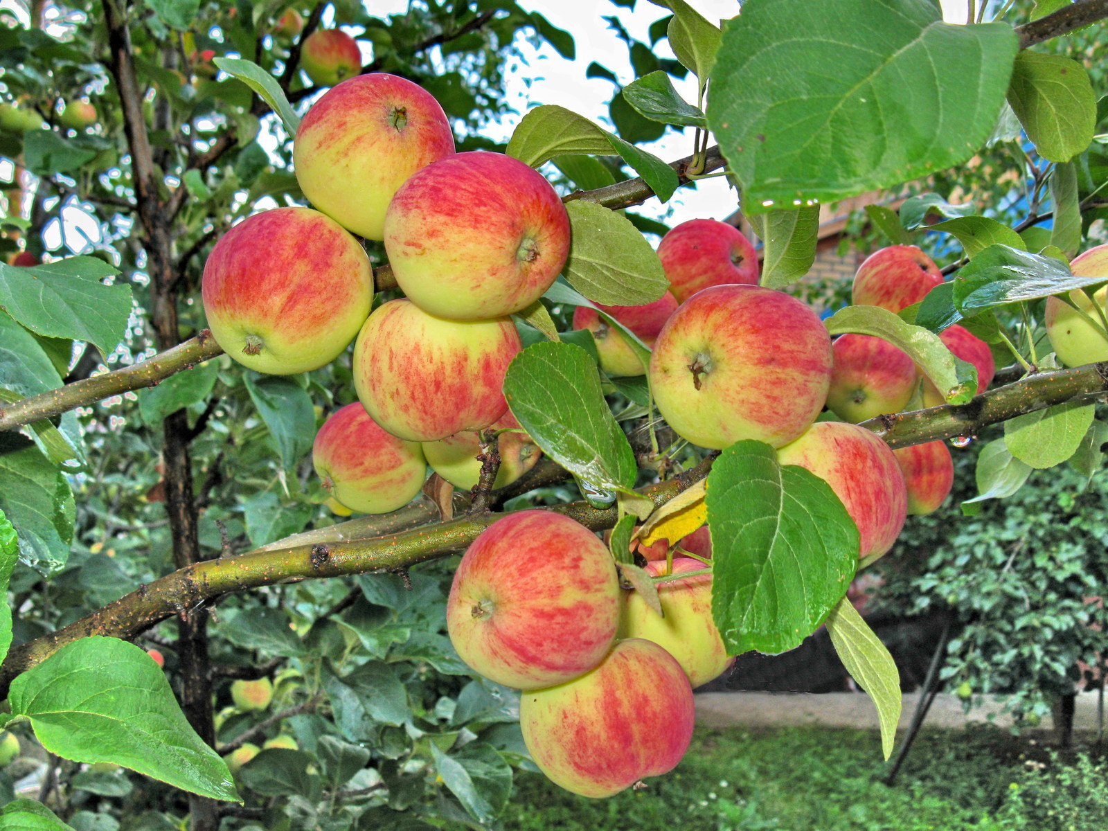 Яблоки Медовый Налив Фото