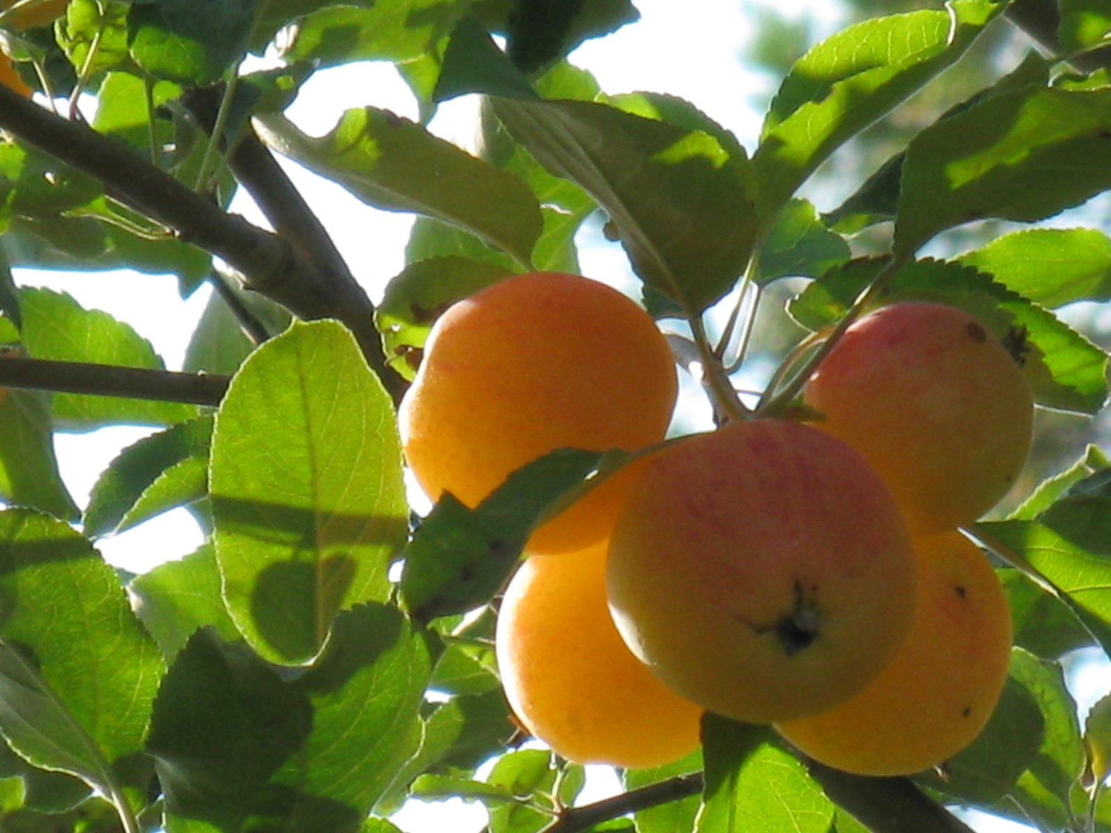 Сорт яблони с прозрачными плодами фото