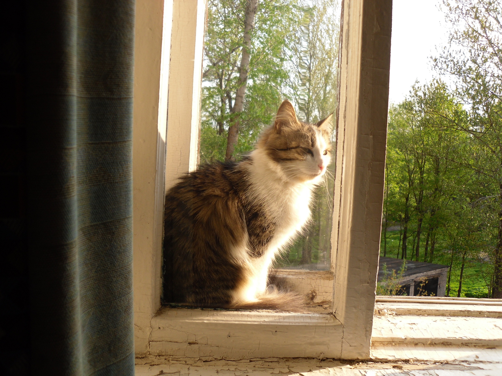 The cat on the window. - My, Musya, cat, The photo, Text, Longpost