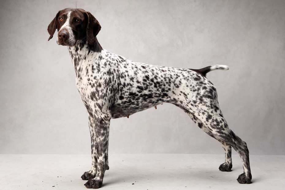 About breeds of dogs. - Dog, Dog breeds, Kurzhaar, Drathaar, Hunting dogs, Longpost