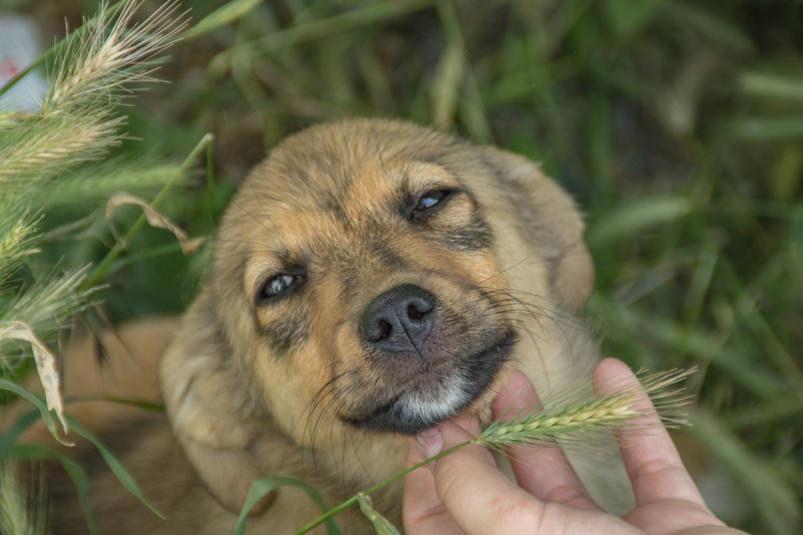 Sabachka - My, The photo, Canon, Dog