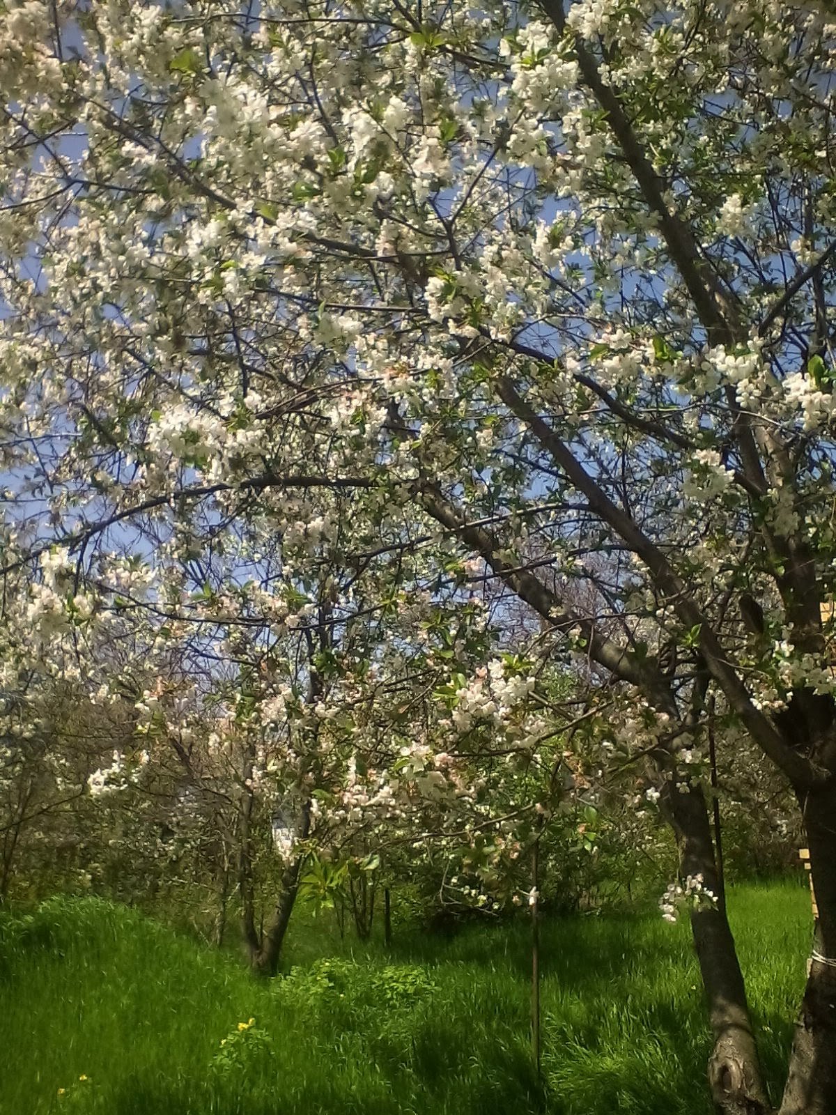 Sakura blossom - My, Garden, Donbass, Spring, Longpost