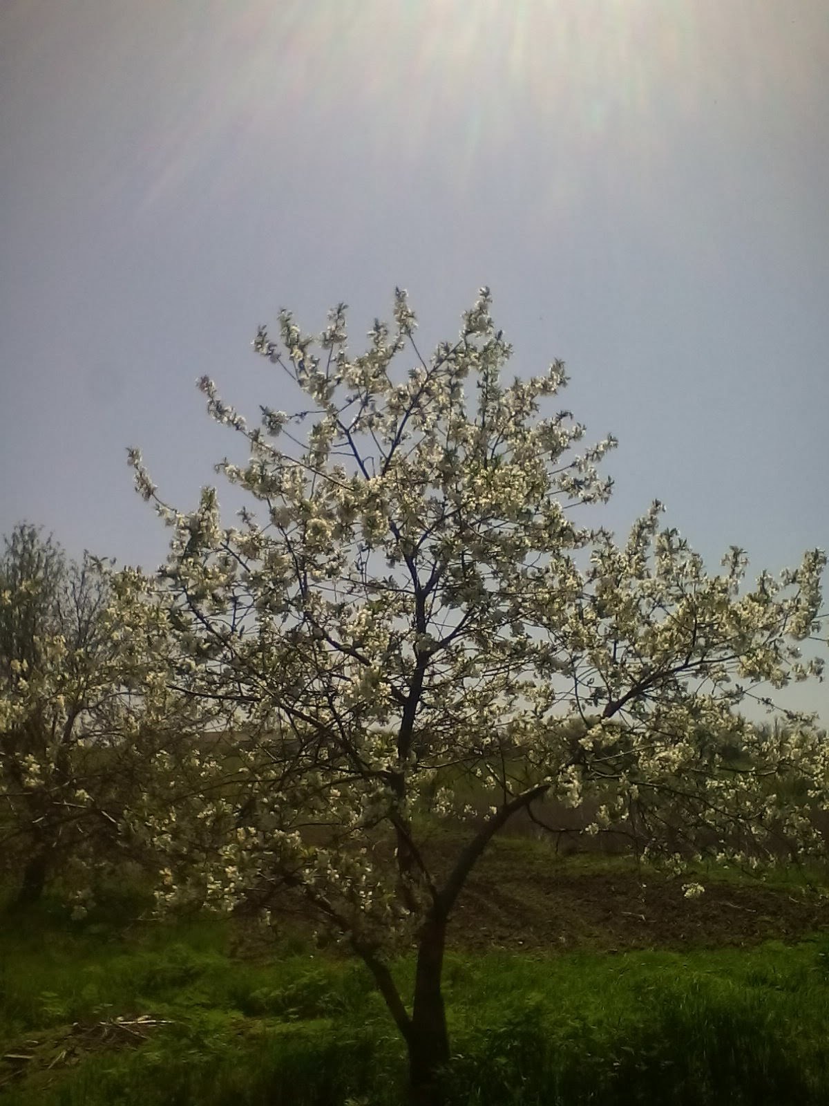 Sakura blossom - My, Garden, Donbass, Spring, Longpost