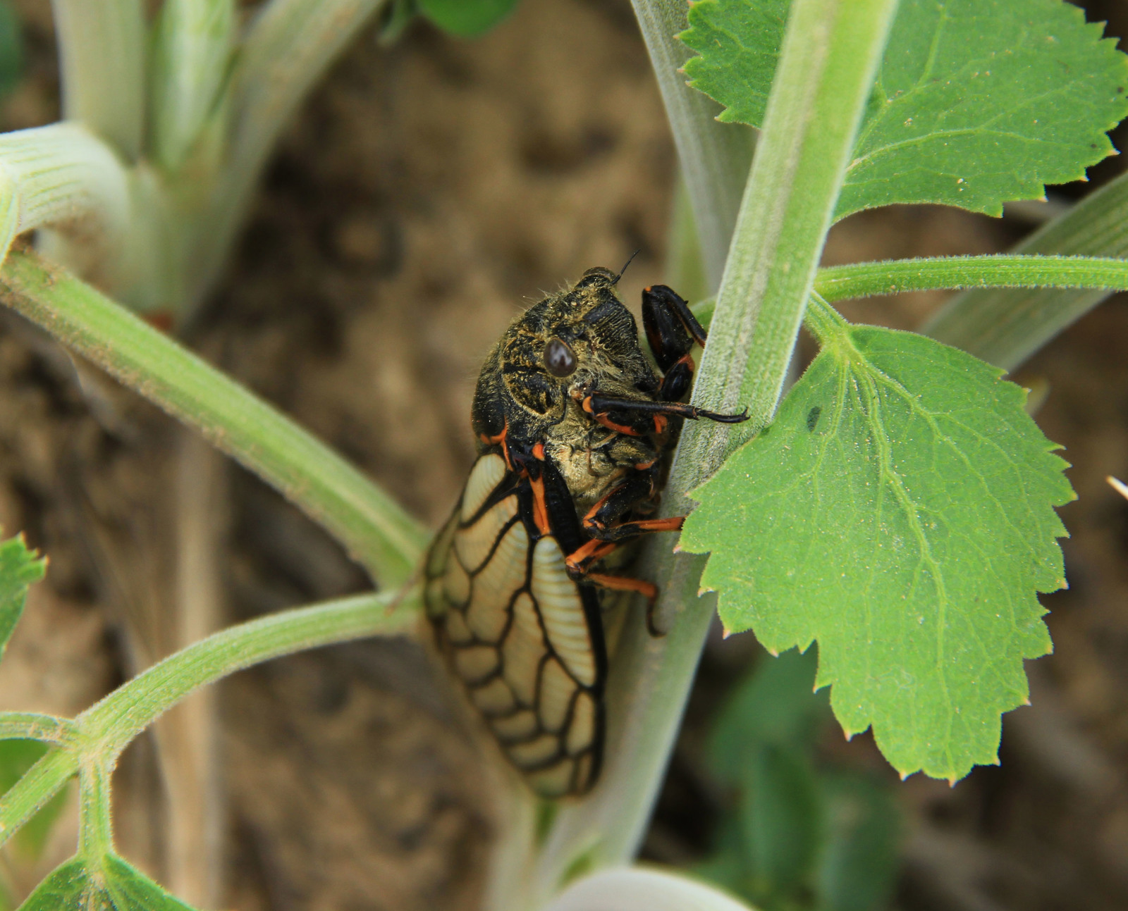 Cicada - My, Cicada, Grass, Tajikistan, Longpost