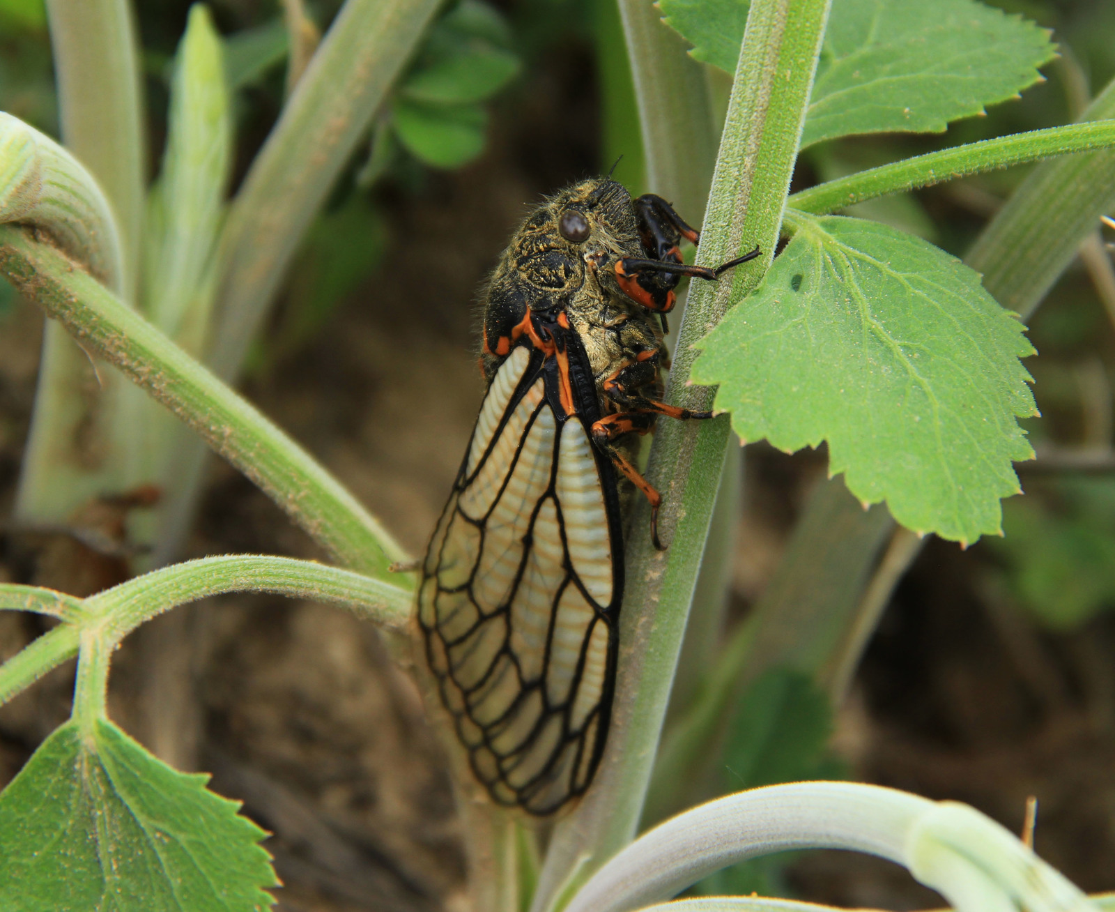 Cicada - My, Cicada, Grass, Tajikistan, Longpost