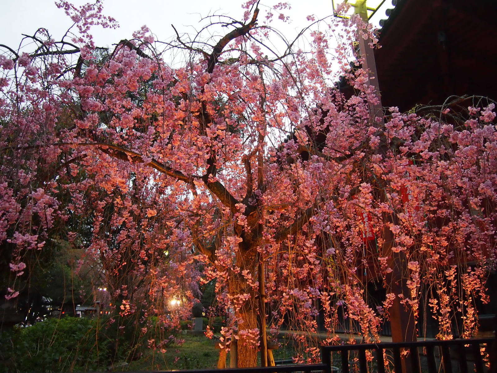 Yuzakura - My, Japan, Sakura, Asakusa, Travels, Longpost