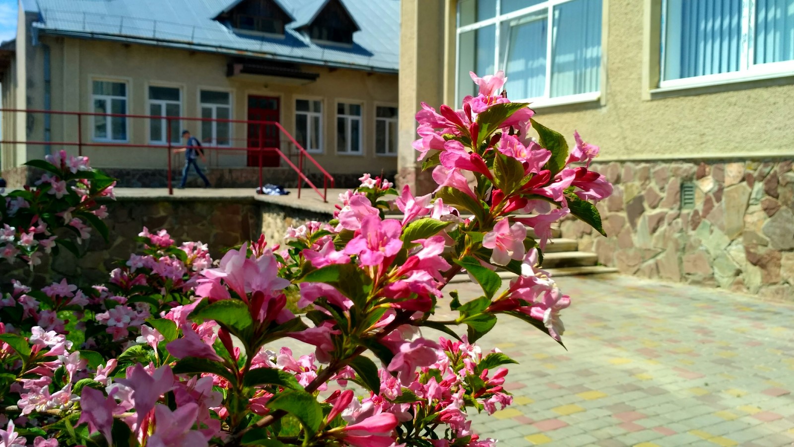 Wonders of nature) - Color, Flowers