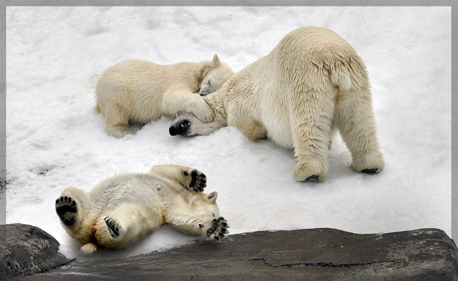 Strong healthy sleep. - Polar bear, Dream