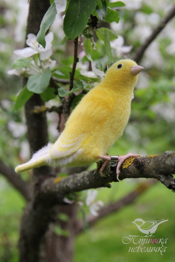 Wallow. Wool canary. - My, Dry felting, Wallow, Needlework, Needlework without process, Handmade, Longpost, Birds, Ornithology