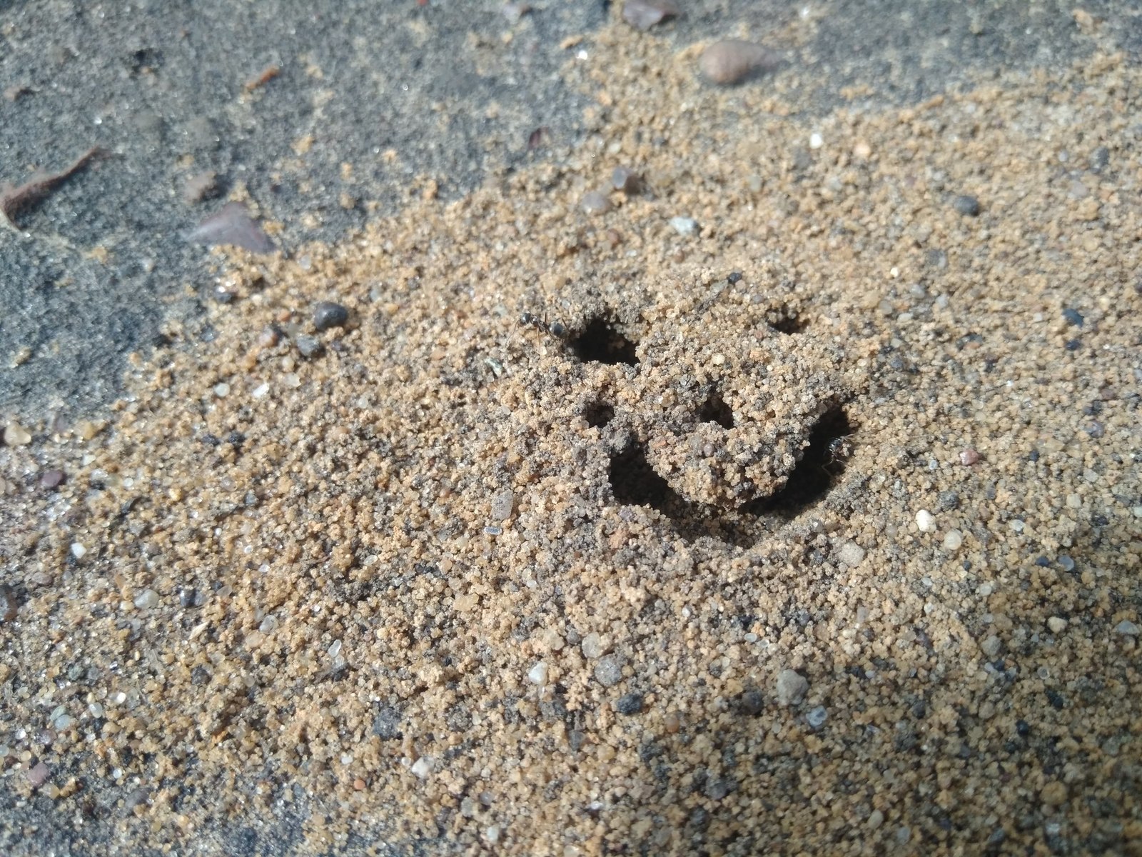 Ant messages - My, Ants, Anthill, Aliens, , Longpost