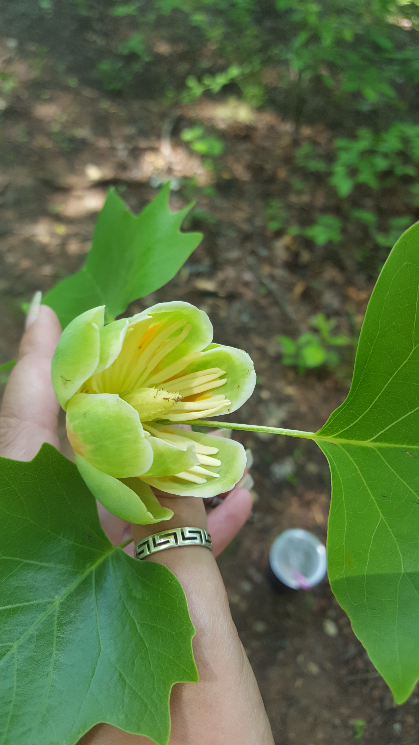 Liriodendron. Tulip tree. - My, Tree, Flowers, Tulip tree