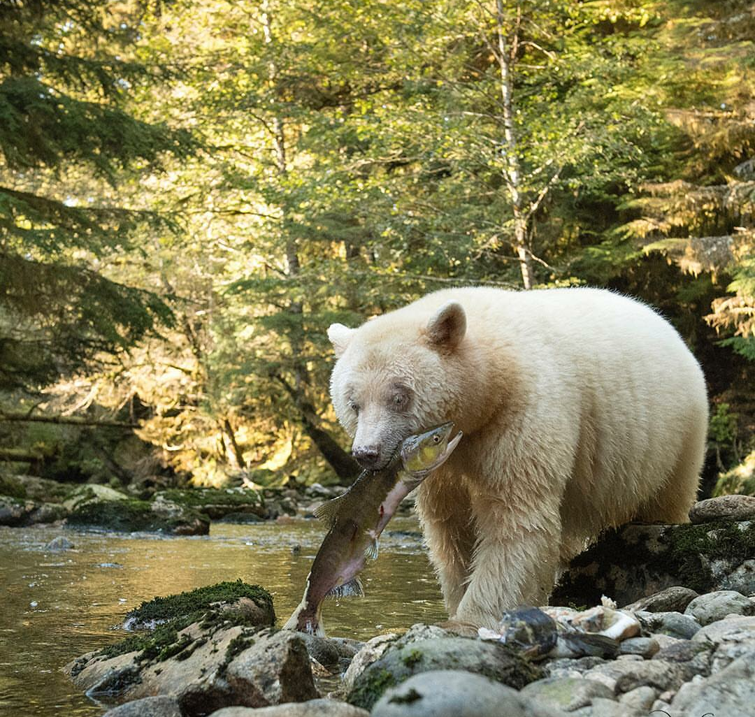 Albino - Albino, The Bears