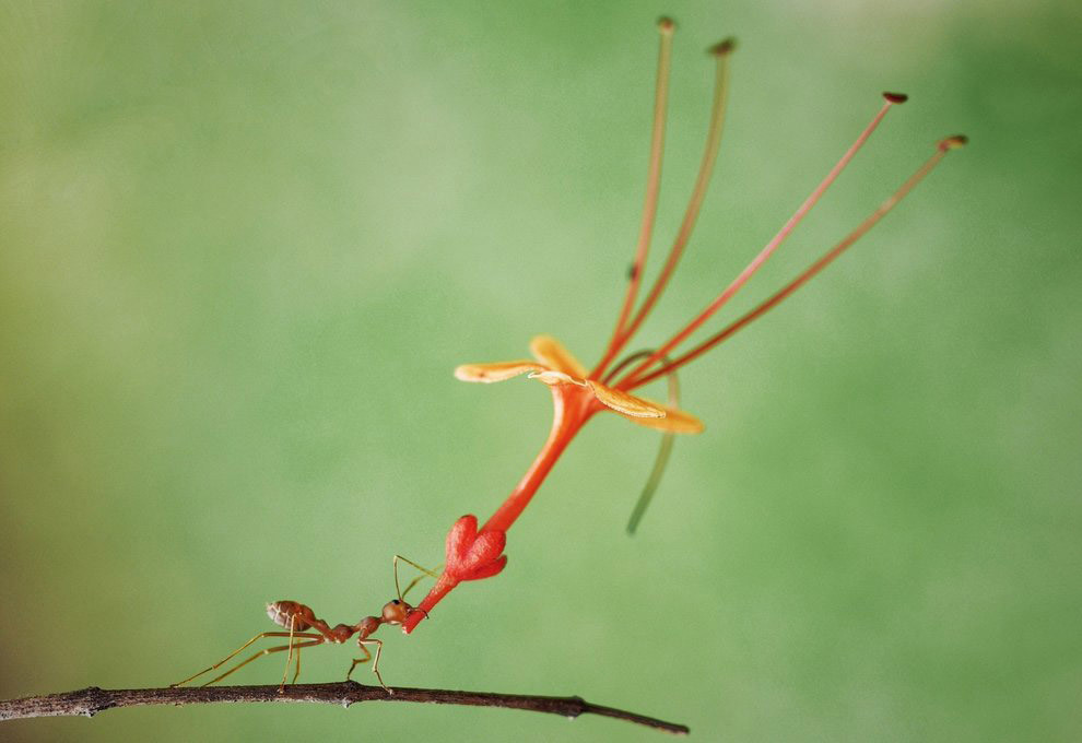 Конкурс Comedy Wildlife Photography Awards 2018 - Фотография, Животные, Конкурс, Позитив, Длиннопост