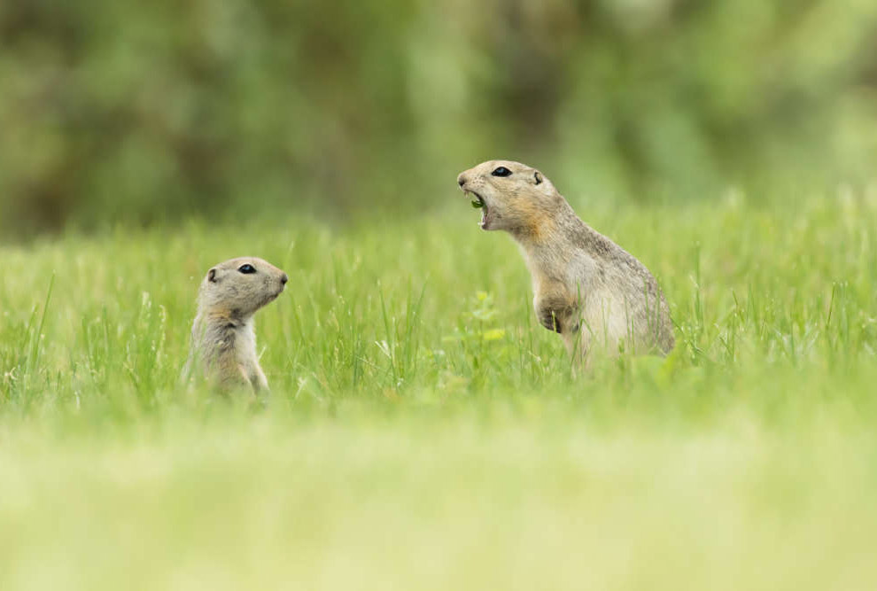 Конкурс Comedy Wildlife Photography Awards 2018 - Фотография, Животные, Конкурс, Позитив, Длиннопост