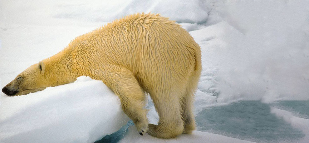 Конкурс Comedy Wildlife Photography Awards 2018 - Фотография, Животные, Конкурс, Позитив, Длиннопост