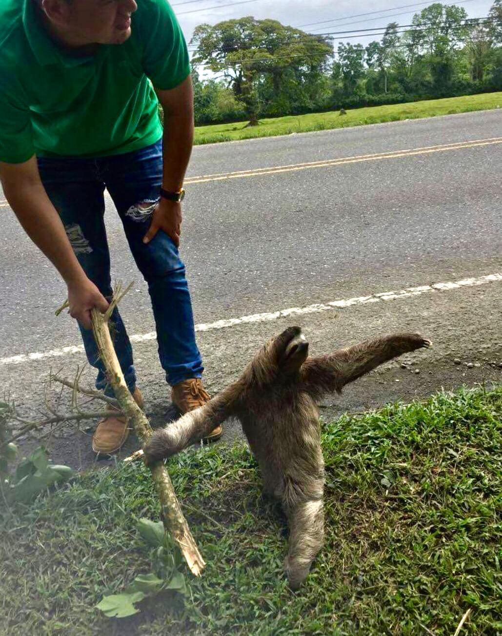 Igor, move away, let me fuck him - The photo, Sloth, Stick