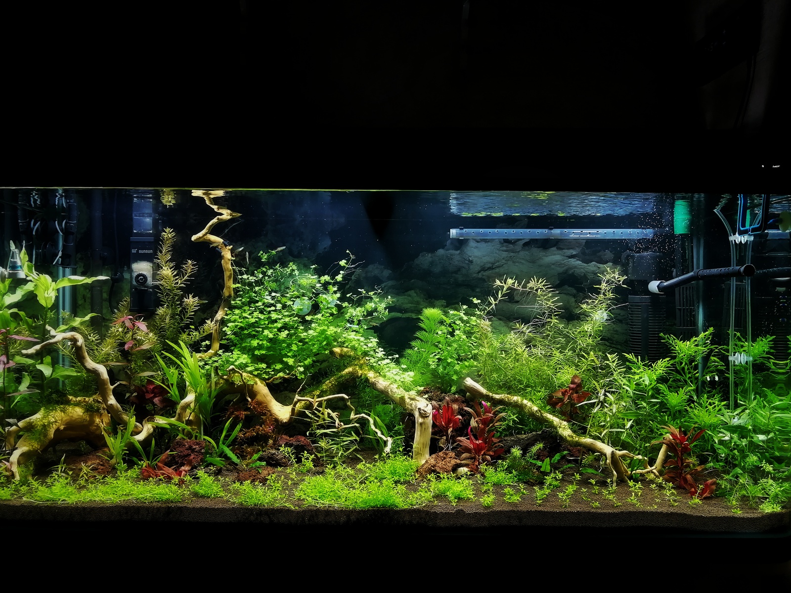 My underwater dream - My, Aquarium, Dream, Hobby, Aquarium fish, Aquarium plants, Aquarium shrimp, Knowledge, Longpost