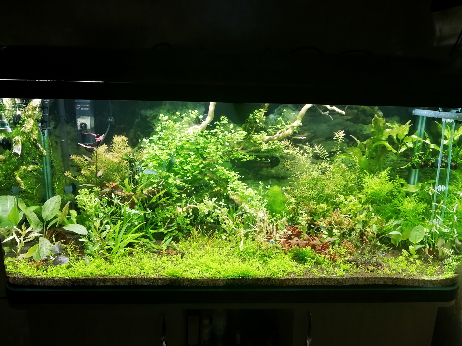 My underwater dream - My, Aquarium, Dream, Hobby, Aquarium fish, Aquarium plants, Aquarium shrimp, Knowledge, Longpost