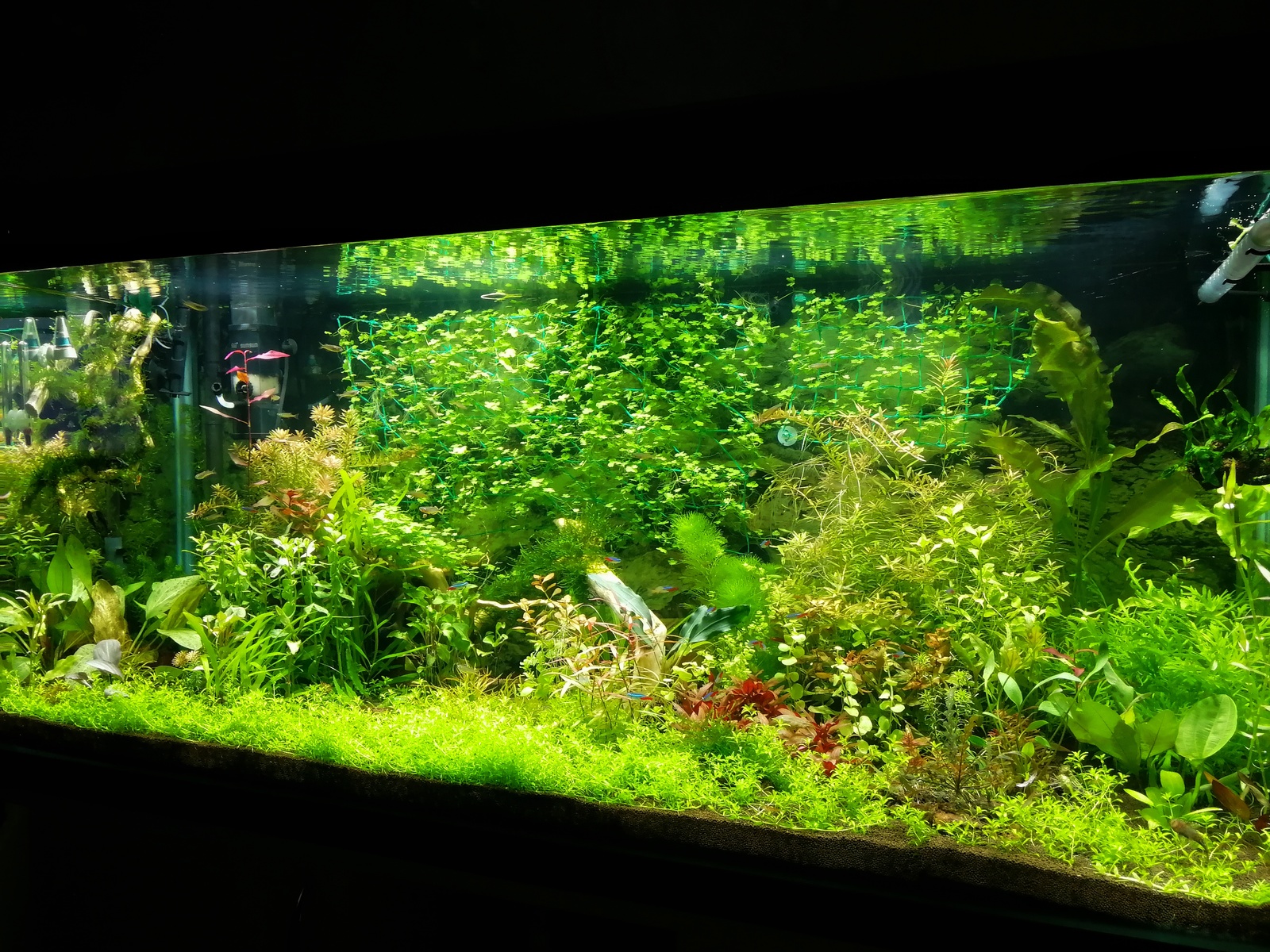 My underwater dream - My, Aquarium, Dream, Hobby, Aquarium fish, Aquarium plants, Aquarium shrimp, Knowledge, Longpost