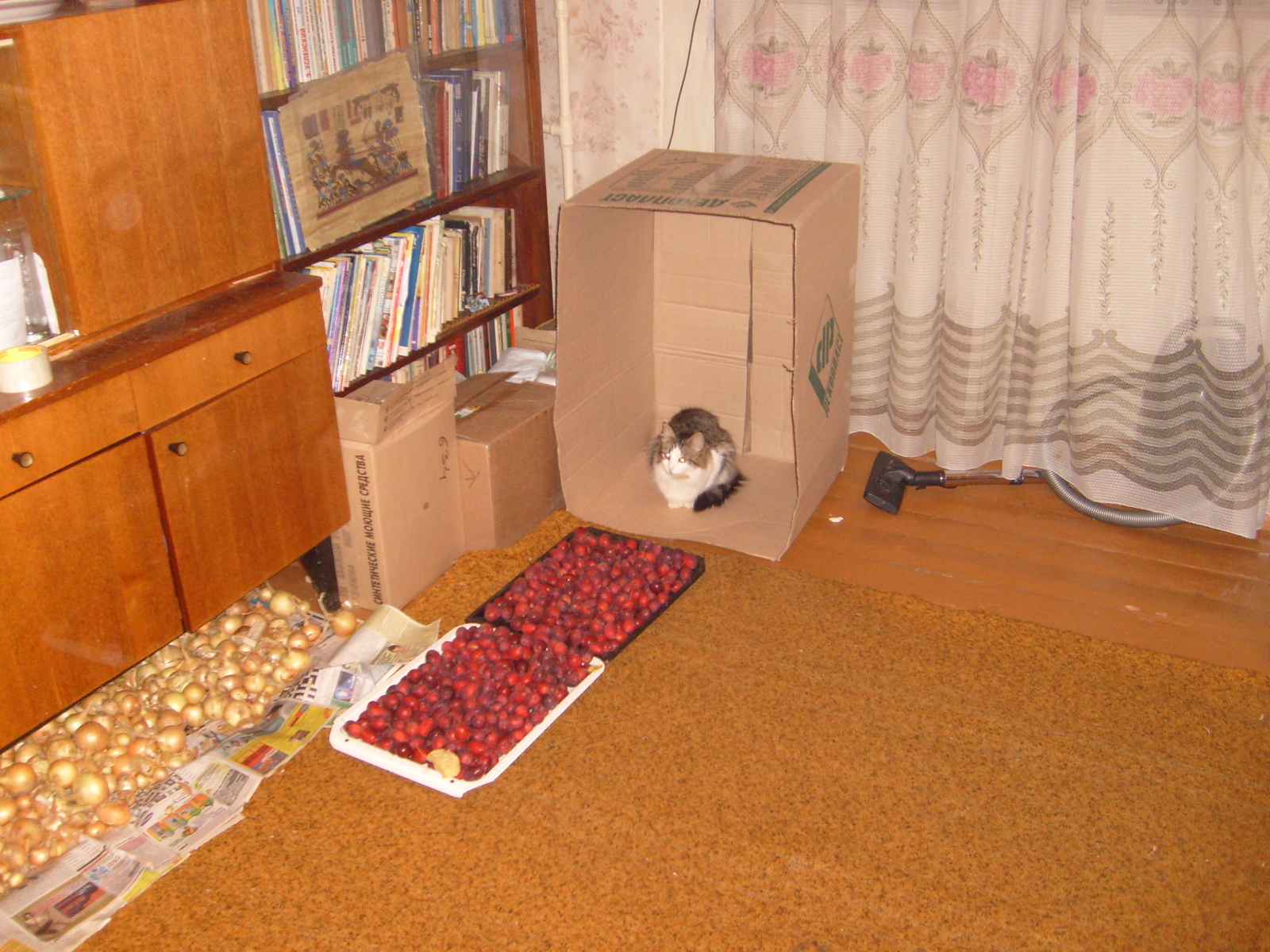 All cats love boxes. - My, Musya, cat, Box, The photo, Text, Longpost