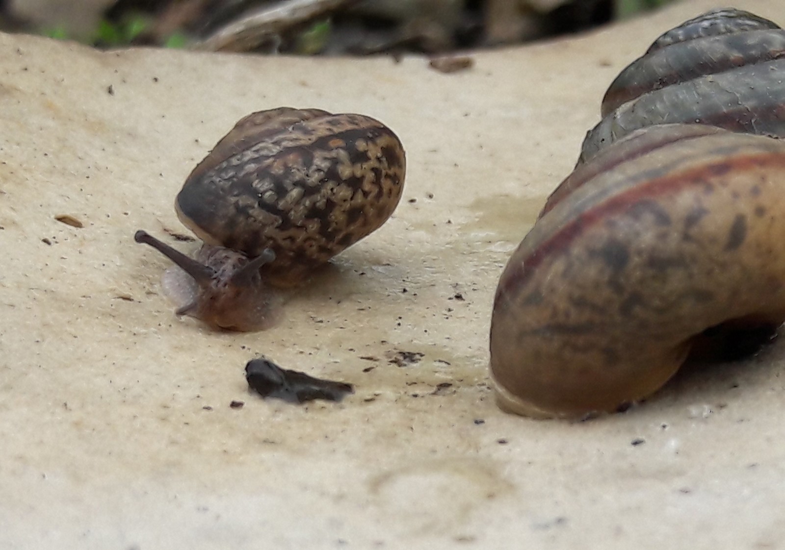 Bold little one - My, Photo on sneaker, Snail, My, Longpost