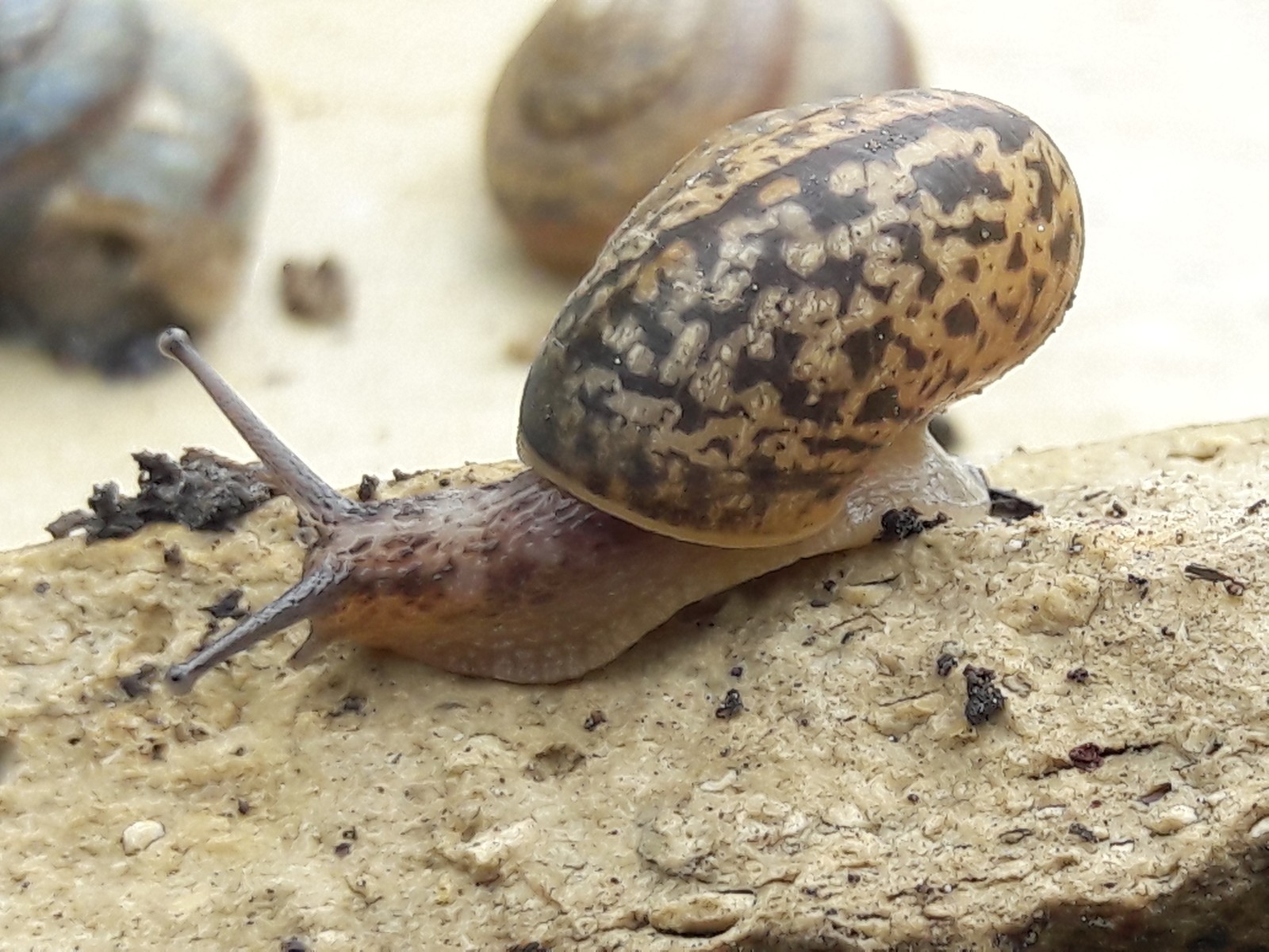 Bold little one - My, Photo on sneaker, Snail, My, Longpost