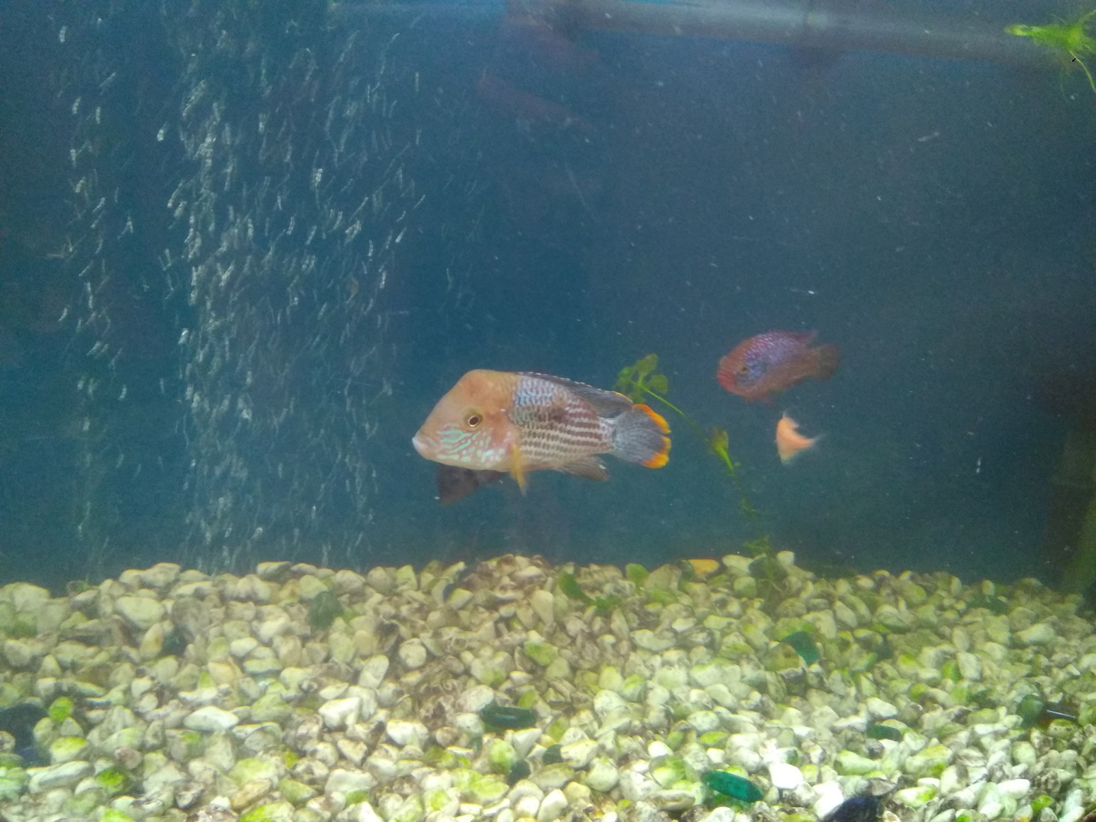 New aquarium. - My, Cichlids, Aqua design