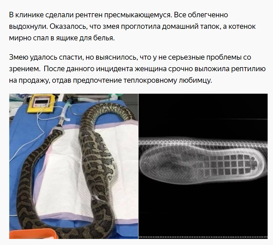 Meanwhile, Yandex Zen revealed the whole truth about the snake. - Snake, Carpet python, Yandex Zen, Humor, Obvious-Incredible, Clue