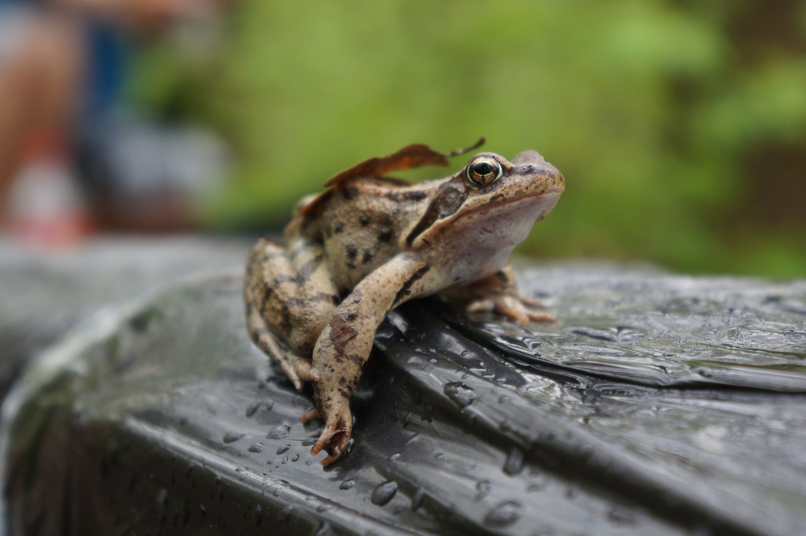 Forest inhabitant - My, Frogs, Forest, Leaf, Nature, forest dwellers, Leaves