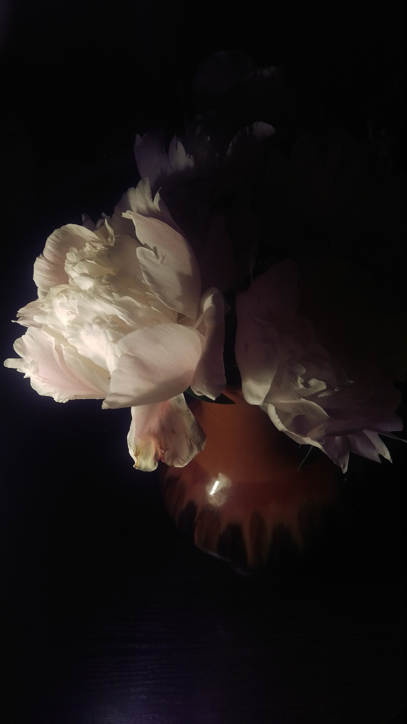 Peonies - My, Peonies, Htc One, Longpost