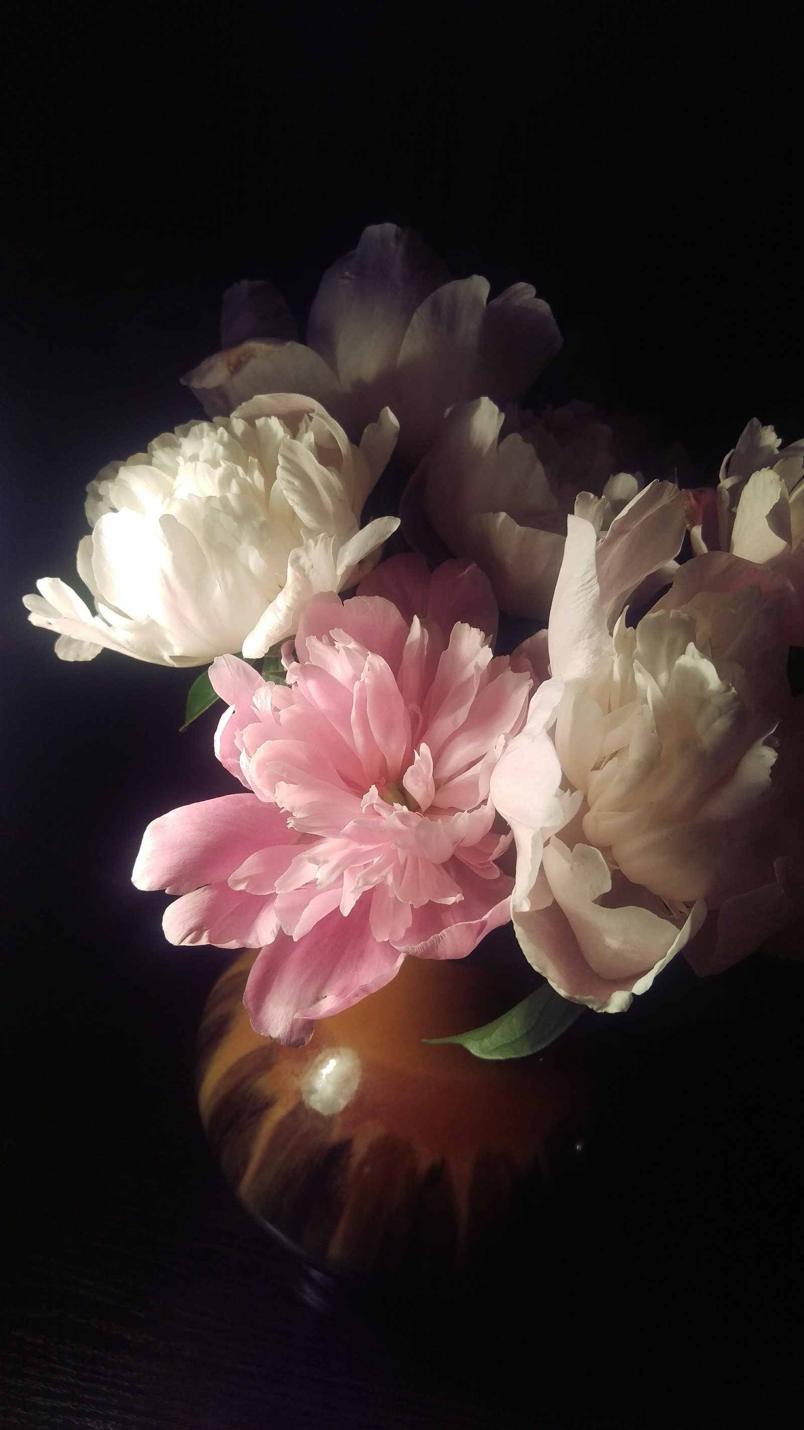 Peonies - My, Peonies, Htc One, Longpost