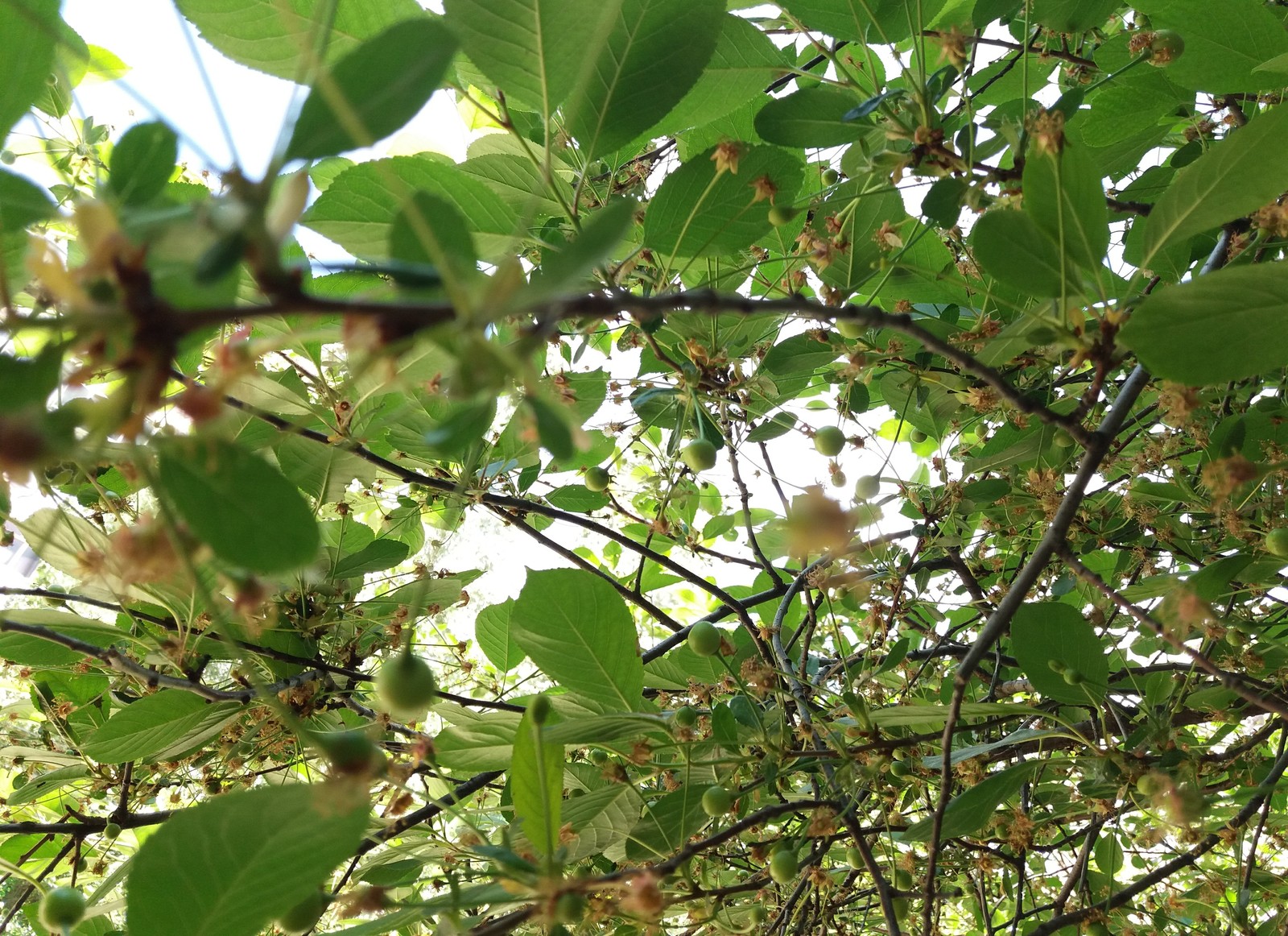 Opal color, berries are gaining strength. - My, Spring, Summer, Longpost