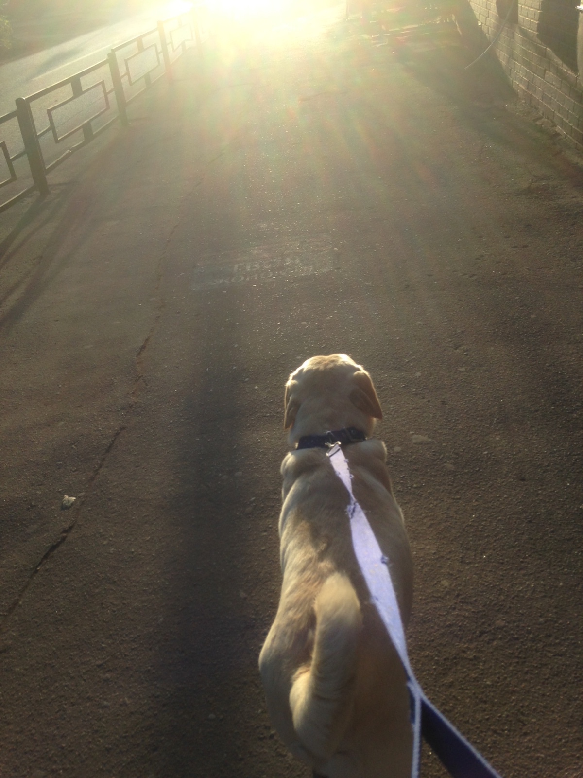 Marley's thoughts - My, Labrador, Cunning, Rodents, Longpost