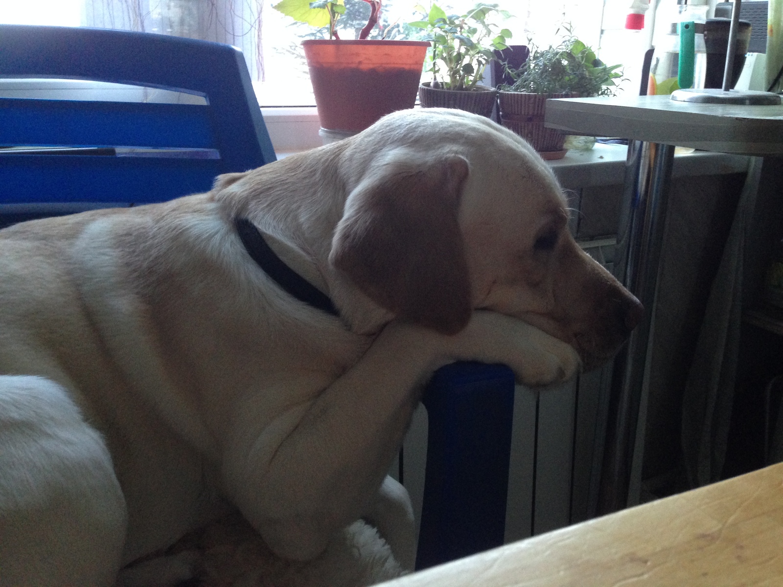 Marley's thoughts - My, Labrador, Cunning, Rodents, Longpost