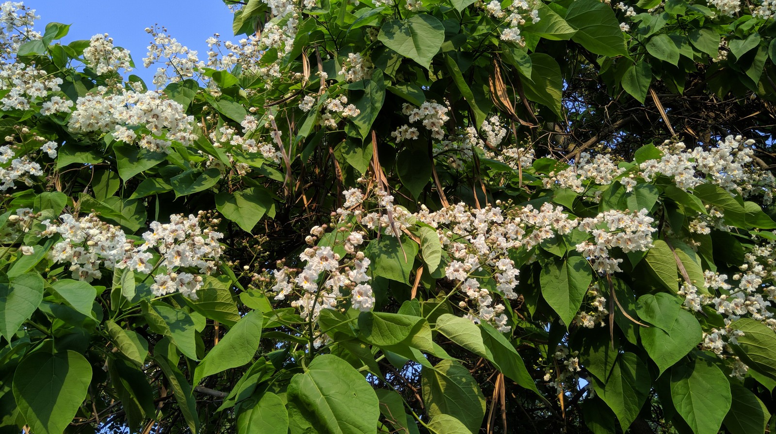 The catalpa is blooming. - My, South, The photo, Flowers, HDR, Longpost, Rostov-on-Don