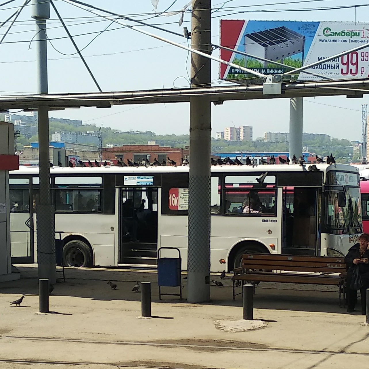 Автовокзал луга. Голубь в автобусе. Автобус на Луговой Владивосток. Голуби в общественном транспорте фото. Автобусы Голубино фото.