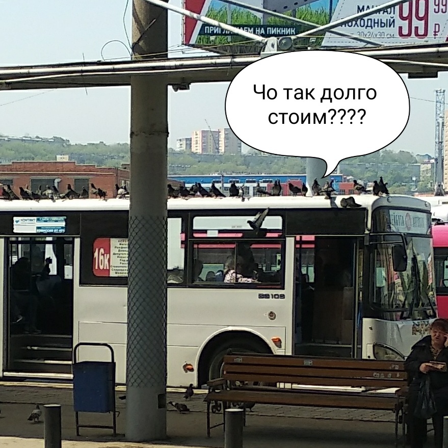 Let's hit the road - My, Pigeon, Vladivostok, Meadow, Bus, Longpost