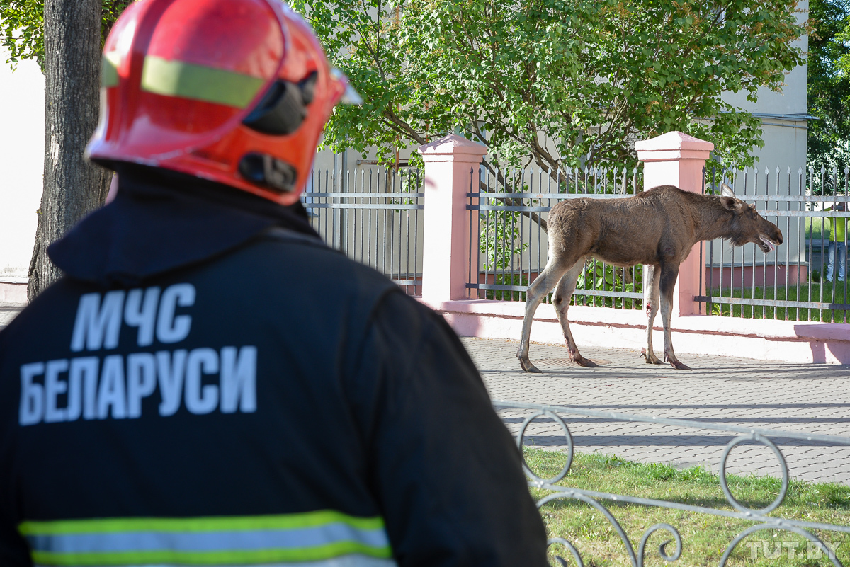 poor moose - Elk, Bobruisk, Longpost, it's a pity, A pity