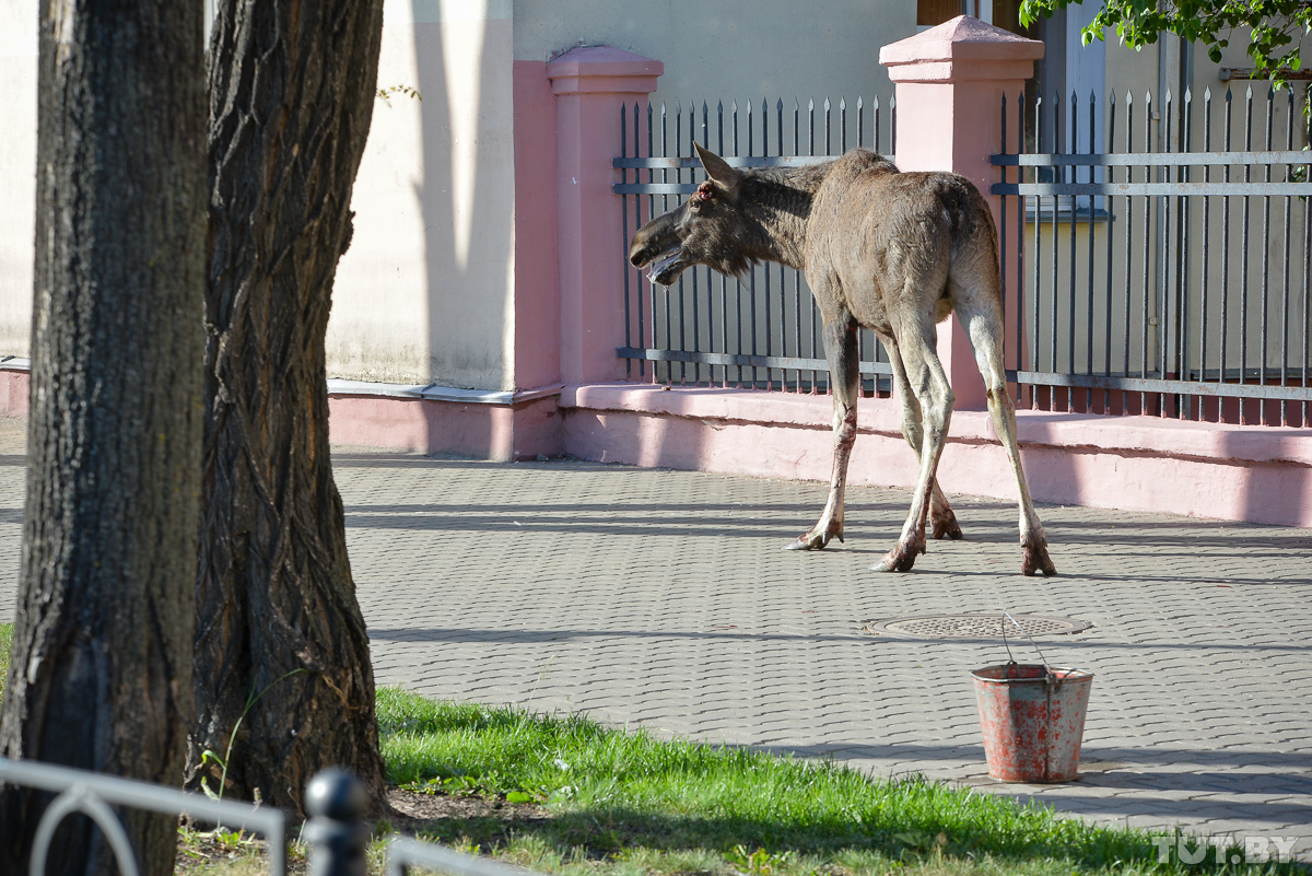 poor moose - Elk, Bobruisk, Longpost, it's a pity, A pity