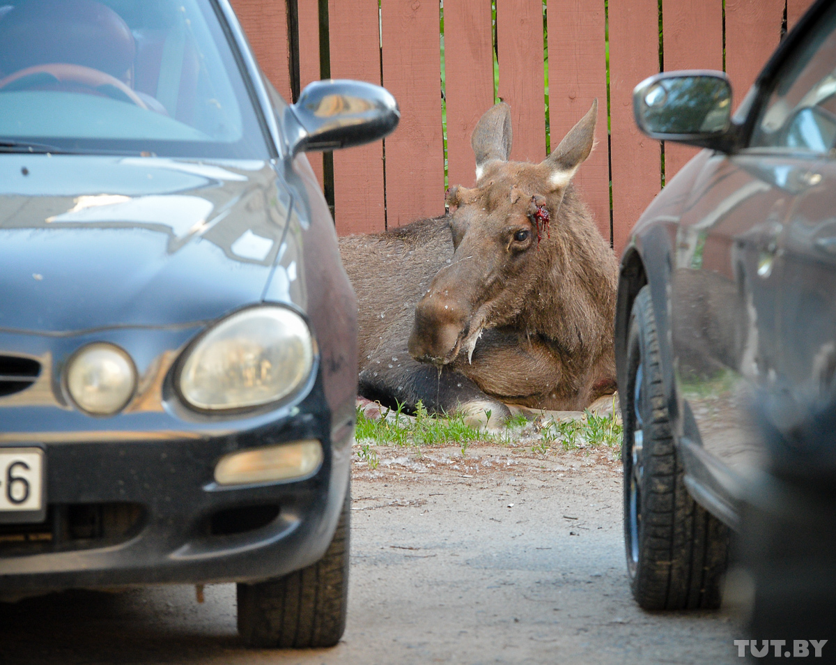 poor moose - Elk, Bobruisk, Longpost, it's a pity, A pity