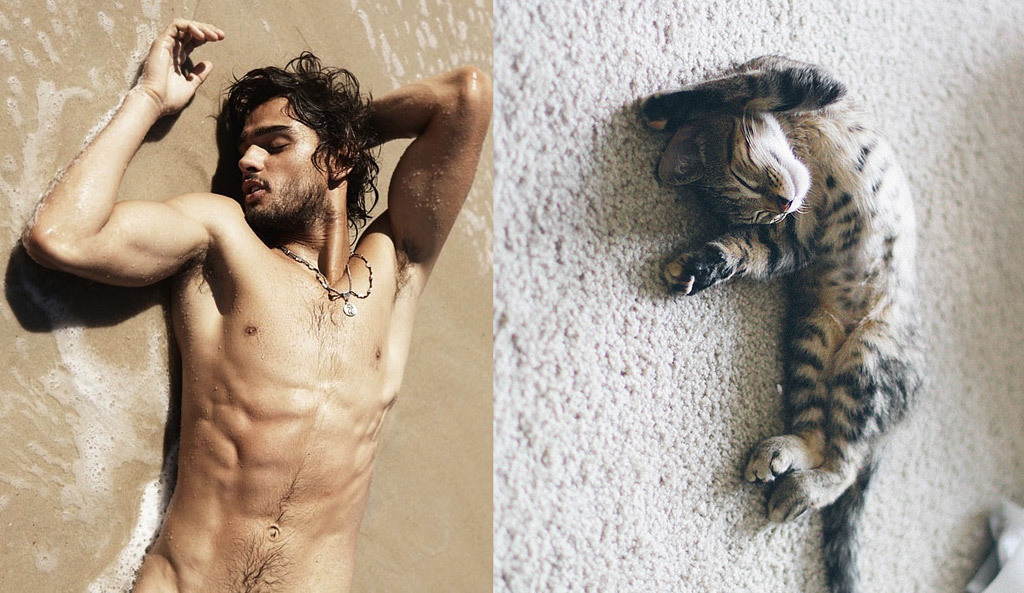 MEN LIKE CATS - Playgirl, Girls, A selection, cat, Men, Torso, Muscle, Guys, Longpost