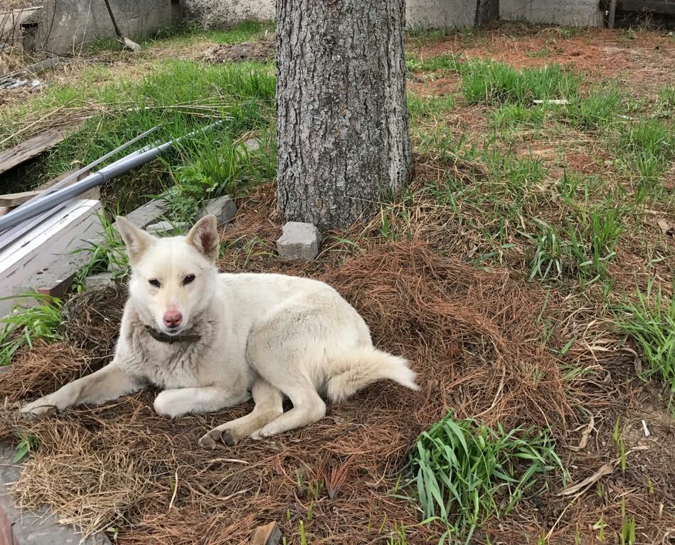 Found a dog. Krasnoyarsk - My, Dog, Found a dog, Lost, Krasnoyarsk, Longpost