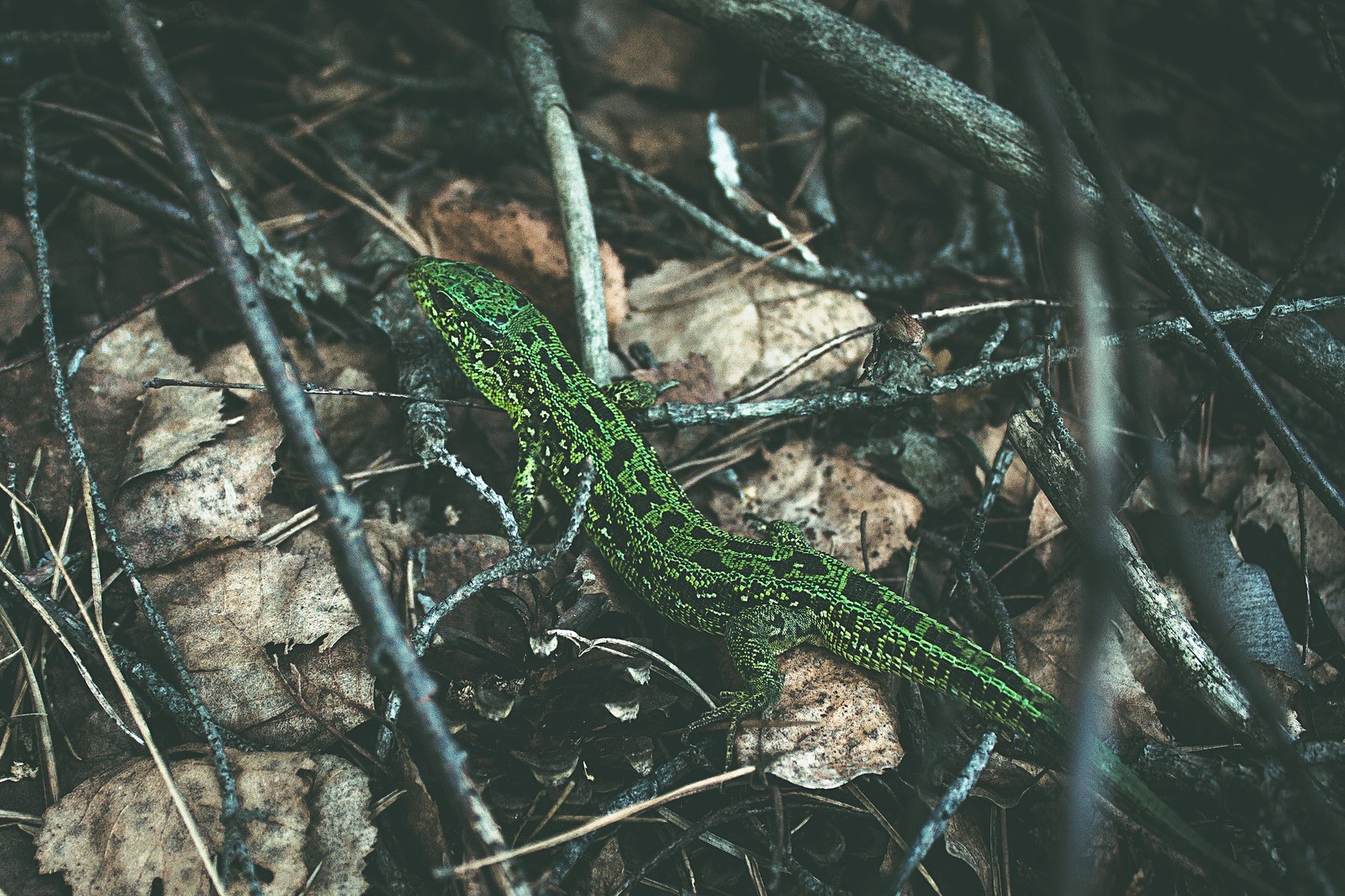 Green Lizard - My, Nizhny Novgorod Region, Forest, Lizard, Nature