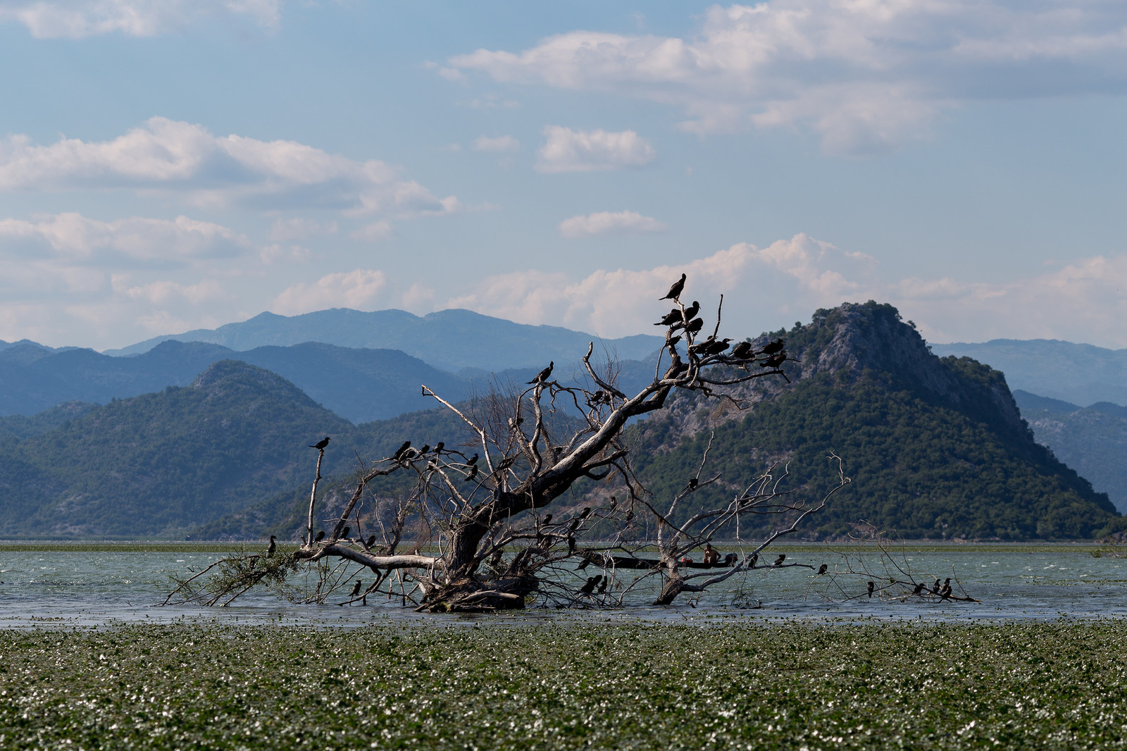 Skadar Lake - My, Montenegro, , Longpost, The photo