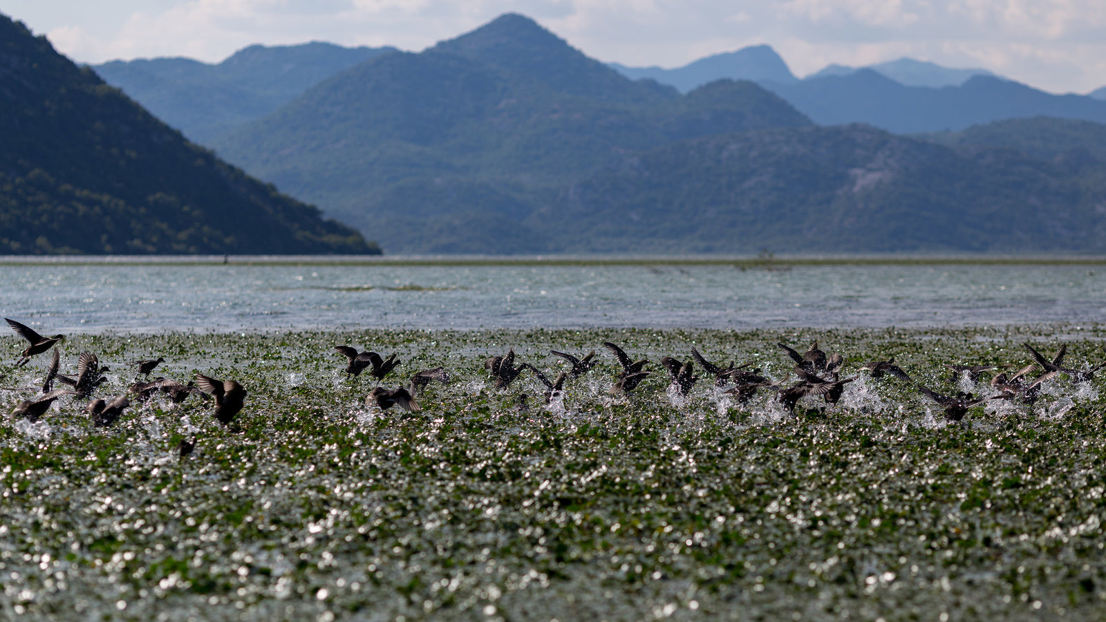 Skadar Lake - My, Montenegro, , Longpost, The photo